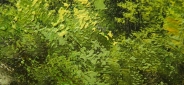 Картина "Лесная поляна" Цена: 6200 руб. Размер: 40 x 30 см. Увеличенный фрагмент.