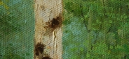 Картина "Березовый лес" Цена: 7200 руб. Размер: 70 x 50 см. Увеличенный фрагмент.