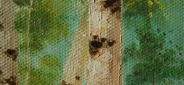 Картина "Березовый лес" Цена: 7200 руб. Размер: 70 x 50 см. Увеличенный фрагмент.