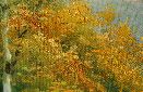Картина "Русский лес" Цена: 7500 руб. Размер: 70 x 50 см. Увеличенный фрагмент.