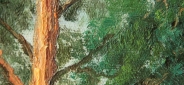 Картина "Сосны" Цена: 6500 руб. Размер: 50 x 70 см. Увеличенный фрагмент.